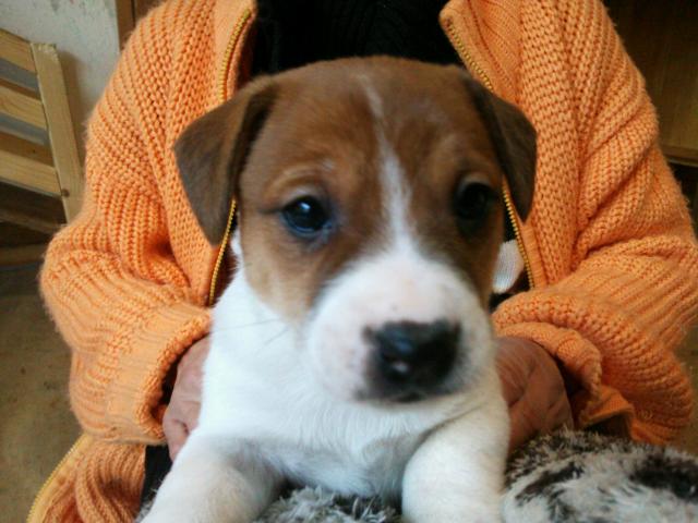 ジャックラッセルテリア