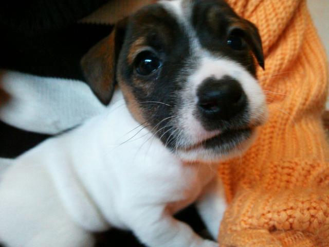 ジャックラッセルテリア