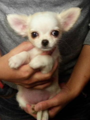 チワワ(ロングコート)