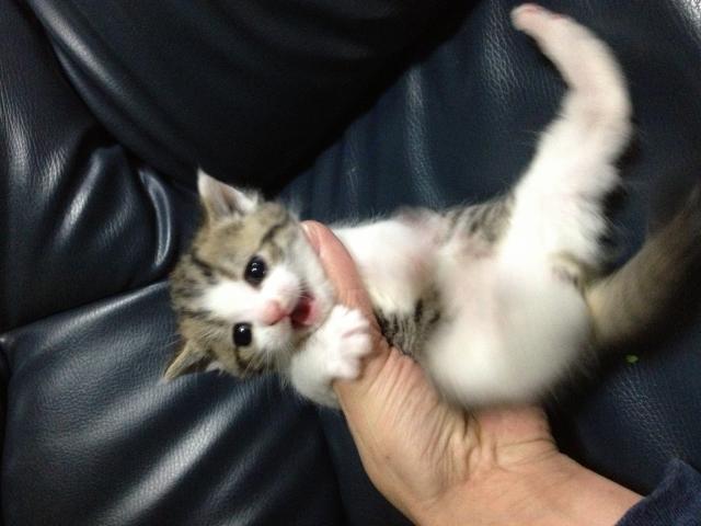 スコティッシュフォールド