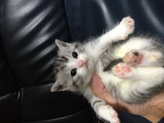 スコティッシュフォールド