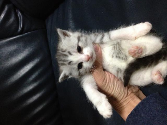 スコティッシュフォールド