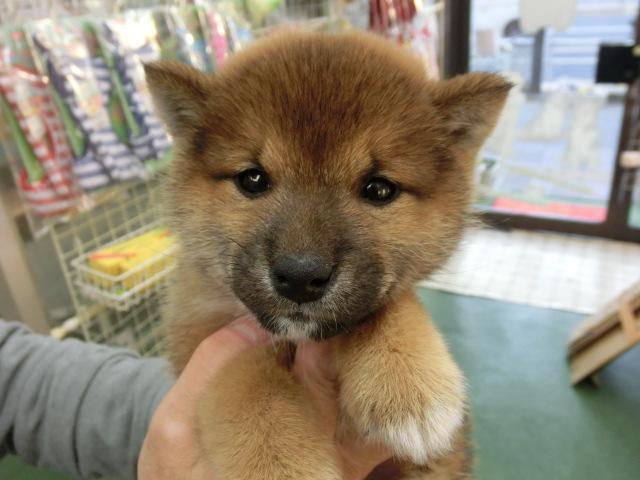 柴犬