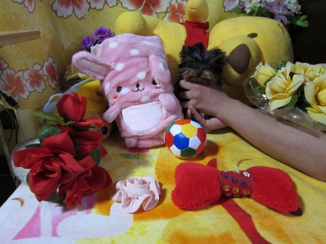 ヨークシャーテリア