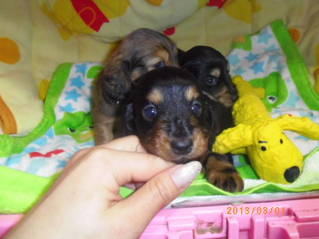 ミニチュアダックスフンド