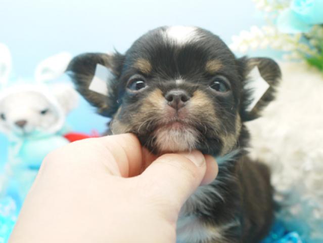 チワワ(ロングコート)