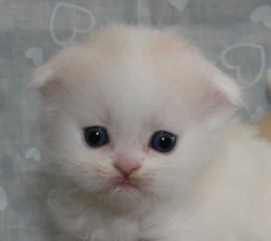 スコティッシュフォールド