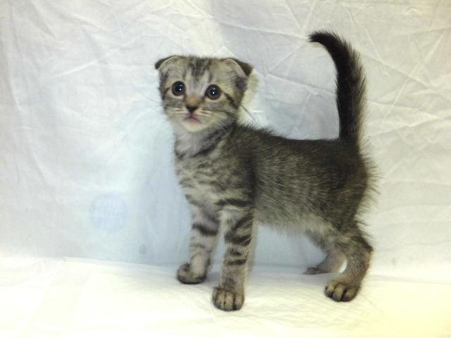 スコティッシュフォールド