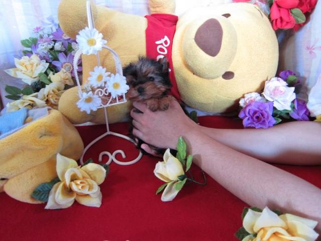 ヨークシャーテリア