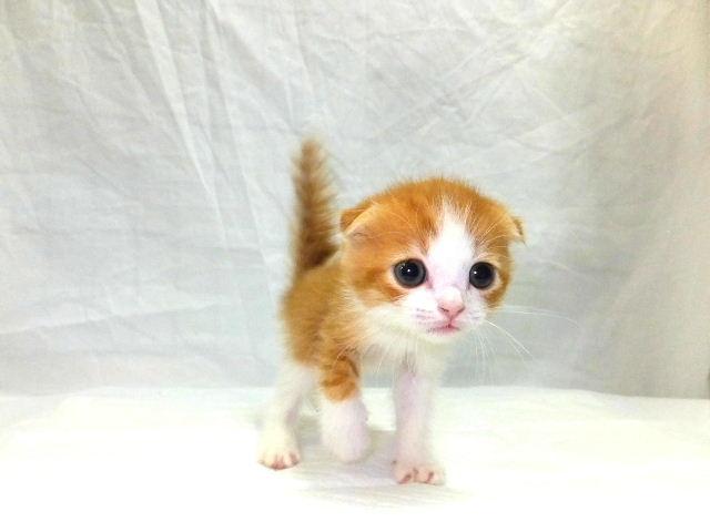 スコティッシュフォールド