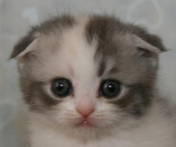 スコティッシュフォールド