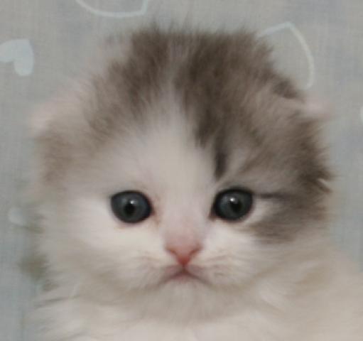 スコティッシュフォールド