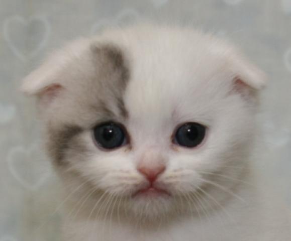 スコティッシュフォールド