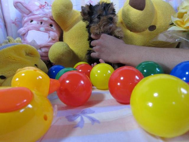 ヨークシャーテリア