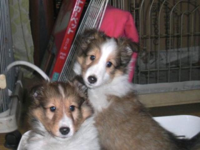 シェットランドシープドッグ