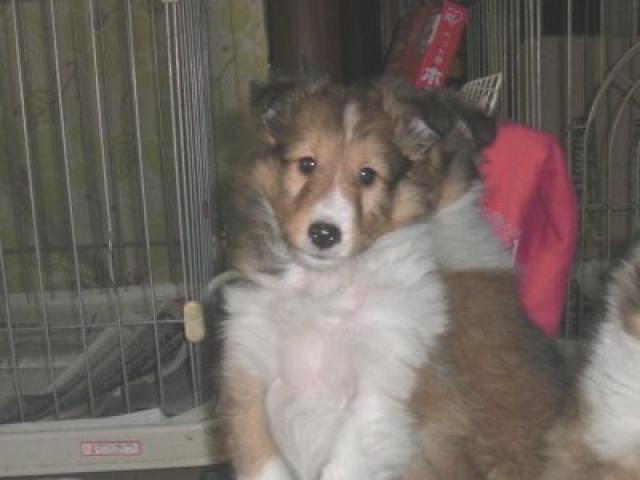 シェットランドシープドッグ