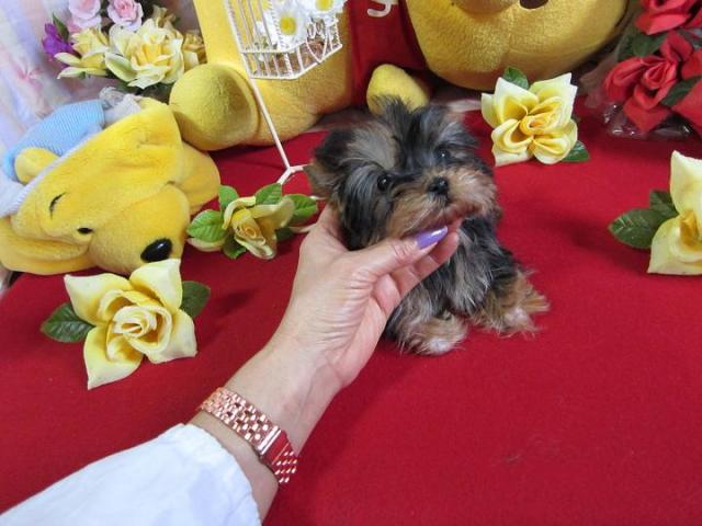 ヨークシャーテリア