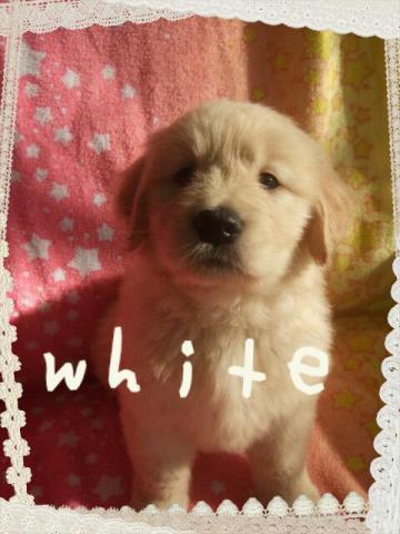 ゴールデンレトリーバー