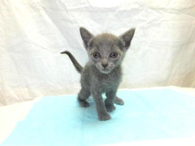 ロシアンブルー