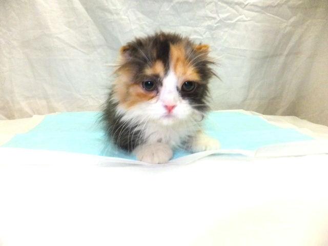 スコティッシュフォールド