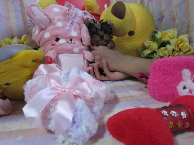 ヨークシャーテリア