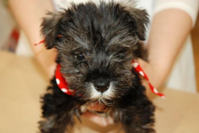 ミニチュアシュナウザー