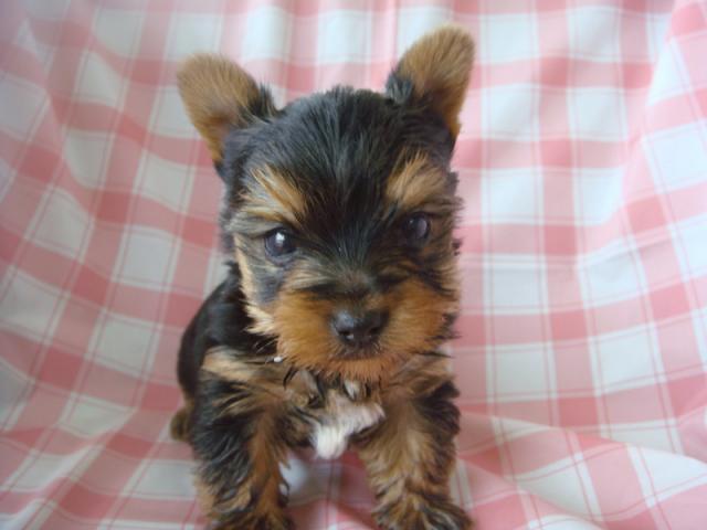 ヨークシャーテリア