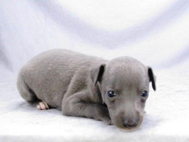 イタリアングレーハウンド