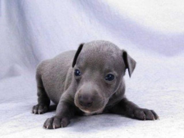 イタリアングレーハウンド