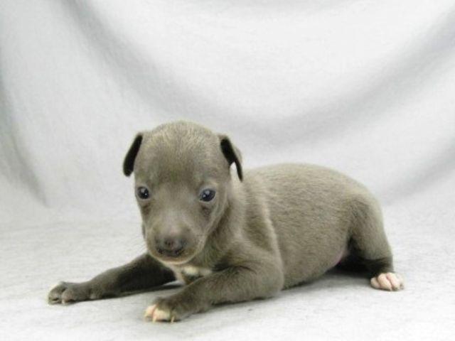 イタリアングレーハウンド