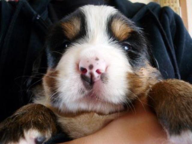 バーニーズマウンテンドッグ