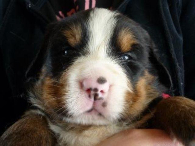 バーニーズマウンテンドッグ