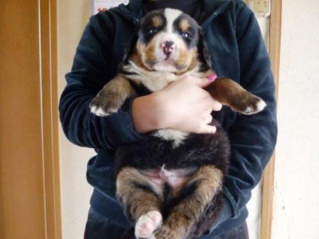 バーニーズマウンテンドッグ