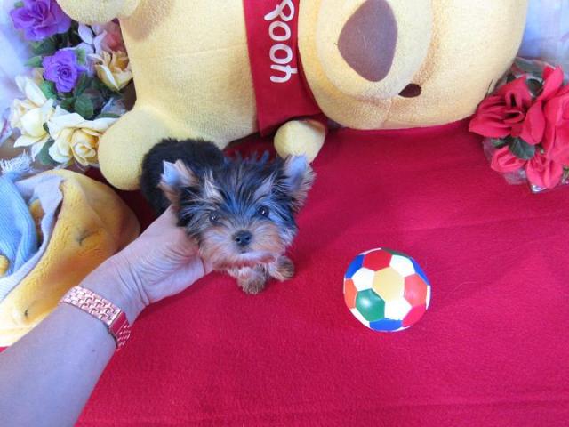 ヨークシャーテリア