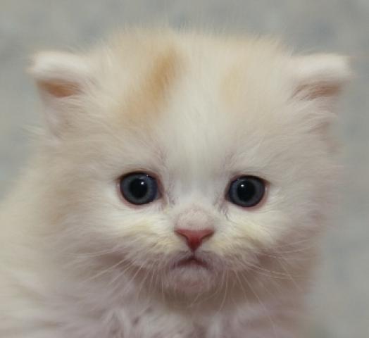 スコティッシュフォールド