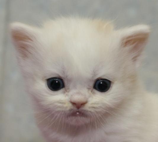 スコティッシュフォールド