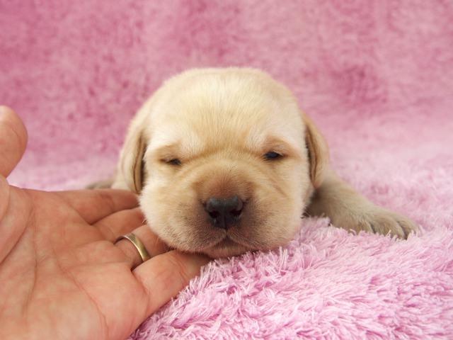 ラブラドールレトリーバー