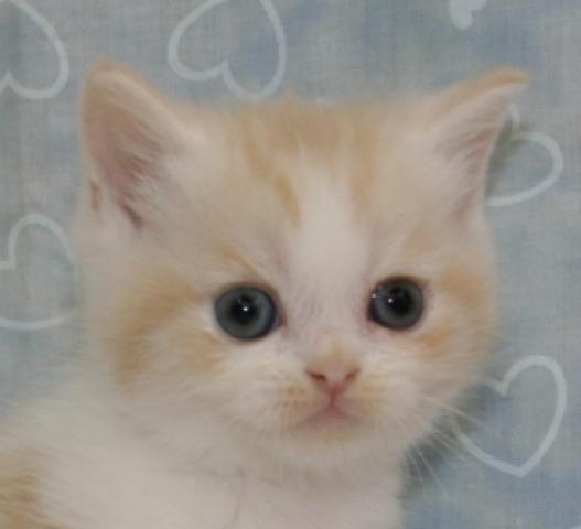 スコティッシュフォールド