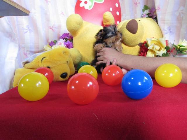 ヨークシャーテリア