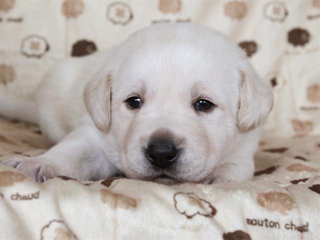 ラブラドールレトリーバー