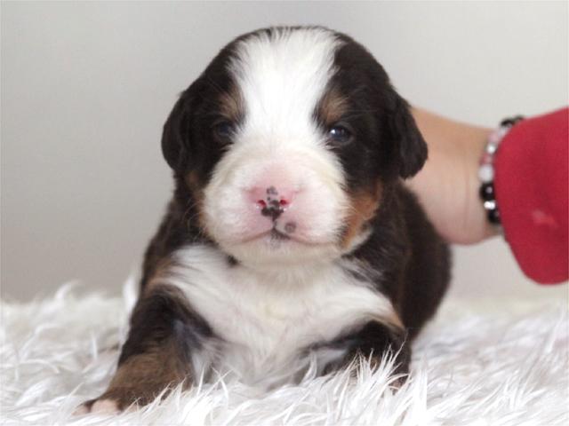 バーニーズマウンテンドッグ