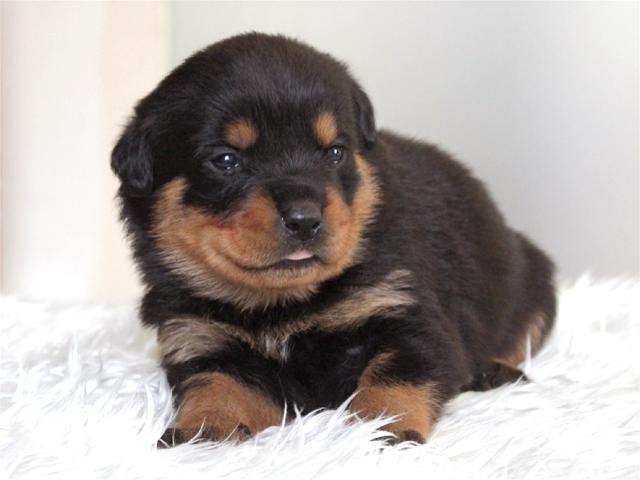 ロットワイラー