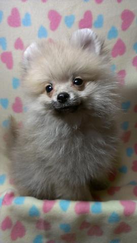 ポメラニアン