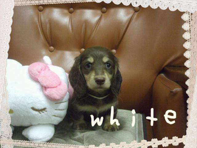 ミニチュアダックスフンド