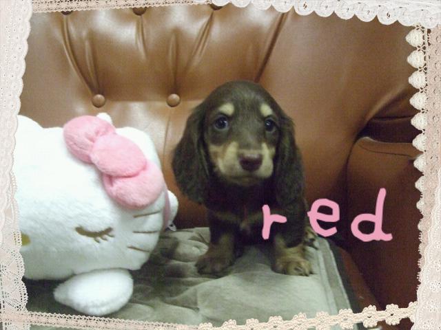 ミニチュアダックスフンド