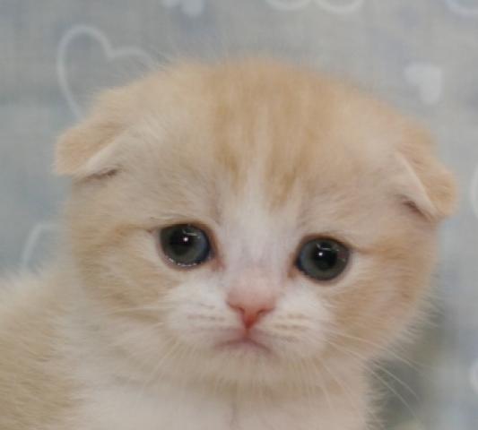 スコティッシュフォールド