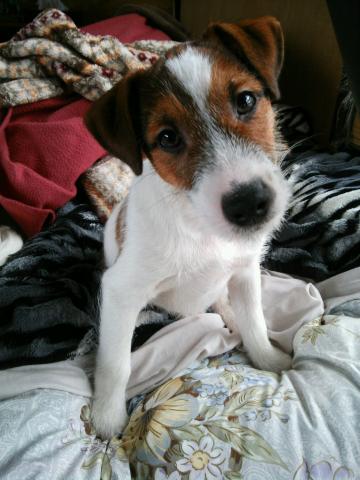 ジャックラッセルテリア