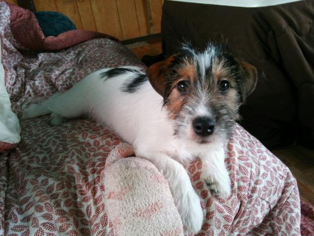 ジャックラッセルテリア