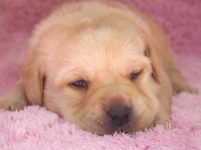 ラブラドールレトリーバー