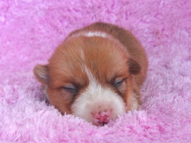 ウェルシュコーギーペンブローク